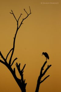 Egret - 08-02-2014-min