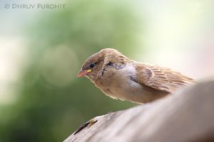 Sparrows-2-Rezised-min